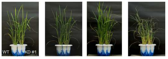 OsPUB33 RNAi 발현저하 형질전환체의 건조 스트레스 내성 표현형 관찰