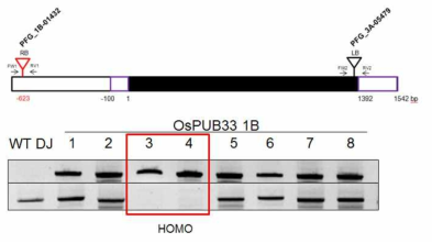 OsPUB33 유전자에 T-DNA가 삽입된 돌연변이체를 확보하기 위한 genotyping PCR