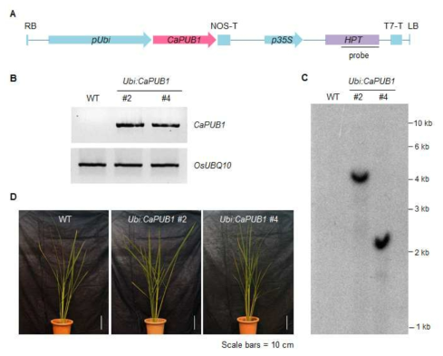 CaPUB1 과다발현 형질전환 식물체의 발현 확인, 독립라인 확인 및 표현형 분석