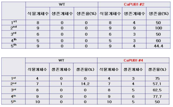 CaPUB1 과다발현 식물체의 저온 스트레스 내성 검증