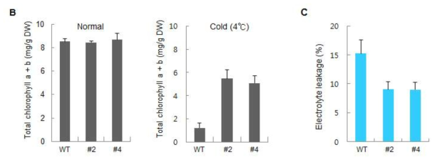 wild-type과 CaPUB1 과다발현 식물체의 저온 스트레스 전과 후의 total chlorophyll contents（A), 저온 스트레스에 의한 electrolyte leakage 양 측정