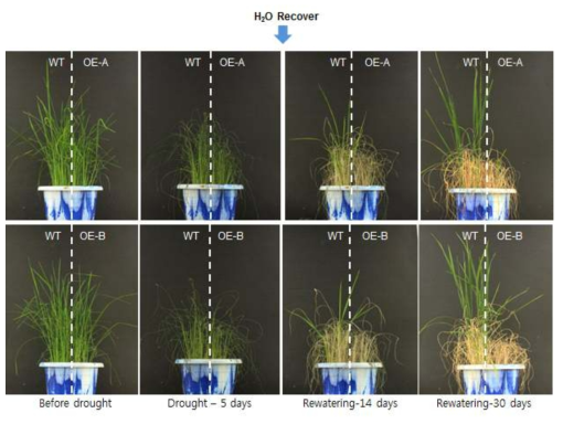 Os02g52210 과다발현 식물체의 건조 스트레스에 대한 내성 검증