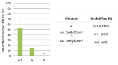 Os02g52210 과다발현 식물체의 건조 스트레스에 대한 내성 검증 통계