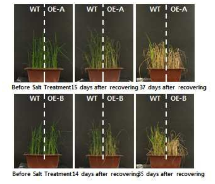 Os02g52210 과다발현 식물체의 고염 스트레스에 대한 내성 검증