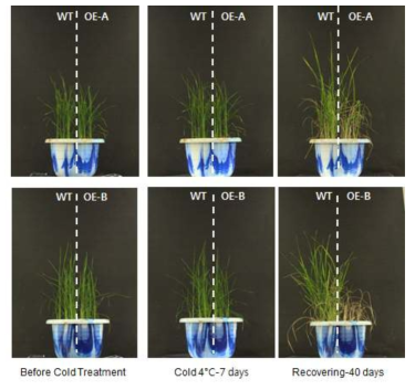 Os02g52210 과다발현 식물체의 저온 스트레스에 대한 내성 검증