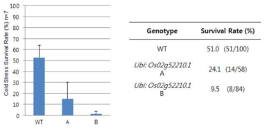 Os02g52210 과다발현 식물체의 저온 스트레스에 대한 내성 검증 통계