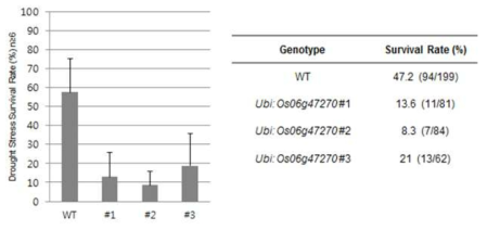 Os06g47270 과다발현 식물체의 건조 스트레스에 대한 생존율 통계
