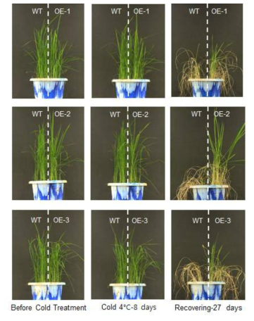 Os06g47270 과다발현 식물체의 저온 스트레스에 대한 내성 검증
