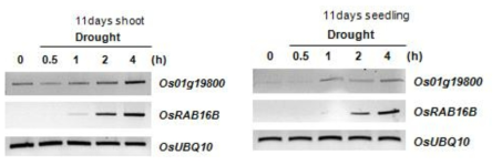 0s01g19800의 건조 스트레스 처리 후 발현. Shoot (좌), Seedling (우)