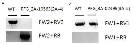 Os01g19800 T-DNA 삽입 돌연변이체 PFG_3A-02499에 대한 T-DNA 삽입 여부 확인 genotyping PCR 결과