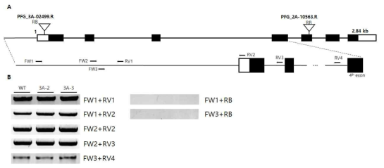 PFG_3A-02499 라인에 대한 T-DNA 삽입 예상위치 확인. Os01g19800 유전자의 genomic DNA 구조 및 T-DNA 삽입 예상 부분 확대 모식도 (A), 이에 대한 genotyping PCR 결과 (B)
