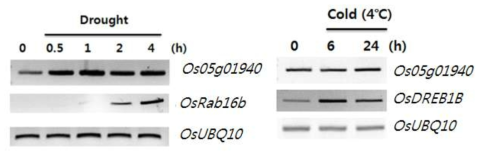 Os05g01940의 건조 및 저온 스트레스 처리 후 발현. 건조 (좌), 저온 (우)