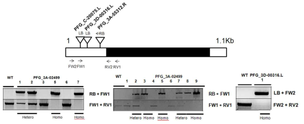 Os03g32230 T-DNA 삽입 knock out 돌연변이 식물체에 대한 genotyping PCR 결과