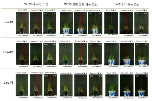 CaRmaH1 과다발현 형질전환 T4 식물체의 건조 스트레스 내성 추가 검증