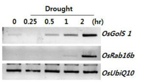 OsGolS1 유전자의 건조 스트레스에 대한 발현 양상