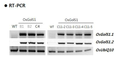 OsGolS1 과다발현 식물체의 과다발현 확인