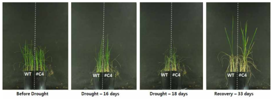 OsGolS1 과다발현 형질전환 식물체의 건조 스트레스 내성 검증