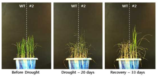 OsGolS1 과다발현 T3 식물체의 건조 스트레스에 대한 내성 검증