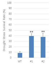 OsGolS1 과다발현 식물체의 건조 스트레스 후 통계 그래프