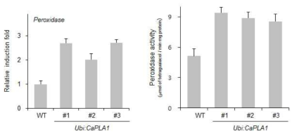 CaPLA1 과다발현 벼에서 증가된 Peroxidase1 유전자의 발현 및 증가된 Peroxidase 효소 활성