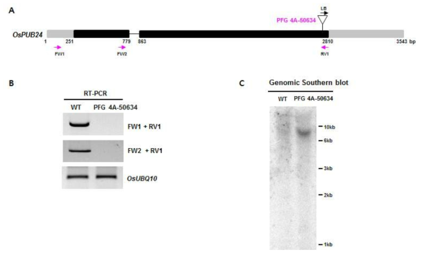 (A) 1단계 연구에서 확인한 ospub24 PFG_4A-50634 라인, (B-C) ospub24 T-DNA 삽입 돌연변이체 유전자 발현 확인 및 genomic Southern blot 결과