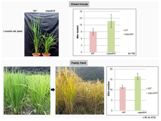 ospub24 T-DNA 삽입 돌연변이체의 tiller 표현형 분석