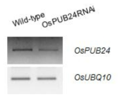 OsPUB24RNAi 식물체의 유전자 발현 확인 RT-PCR
