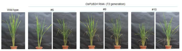 OsPIUB24RNAi 발현 저하 형질전환 식물체 제작