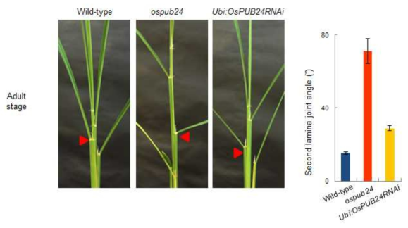 Adult stage에서 wild-type, ospub24, OsPUB24 RNAi 식물체의 lamina joint angle 측정