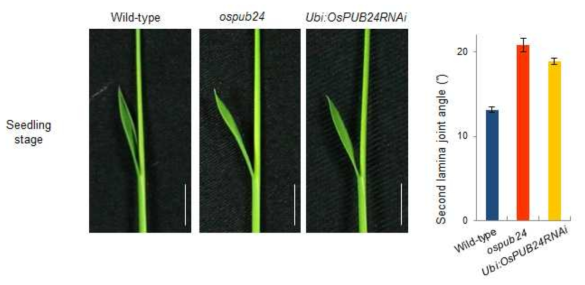 Seedling stage에서 wild-type, ospub24, OsPUB24 RNAi 식물체의 lamina joint angle 측정