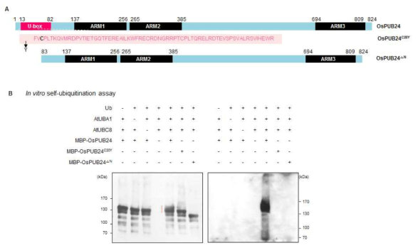 OsPUB24 단백질 domain 분석 및 in vitro self-ubiquitination assay