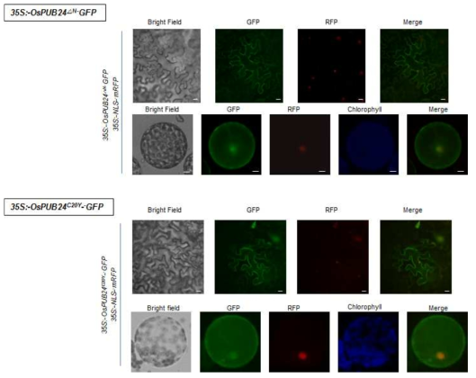 OsPUB24C20Y-sGFP와 OsPUB24△N-sGFP 단백질의 세포 내 위치 관찰