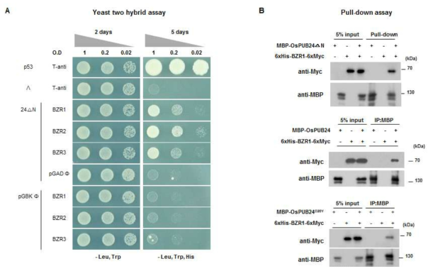 OsPUB24와 상호작용하는 OsBZR1/2/3와의 yeast two hybrid assay (A), OsBZR1과의 in vitro pull-down assay (B)