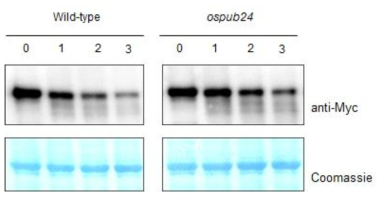 OsBZR1단백질의 in vitro cell-free degradation 실험
