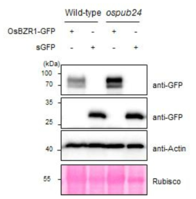 Wild-type과 ospub24 protoplast에 transient하게 발현시킨 OsBZR1 단백질의 양 차이 비교