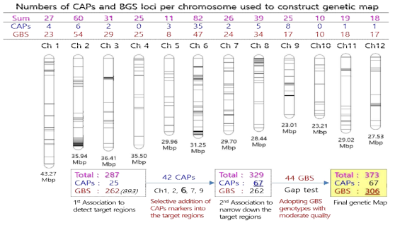 Illustration on the genetic map construction strategy. A total of 373 GBS(306 loci) and CAPs(67 loci) markers were consecutively adopted to reveal the genotypes of 137 F6 progeny lines to construct the genetic map. Black lines on each chromosome indicate the chromosomal locations tagged by GBS and CAPs markers