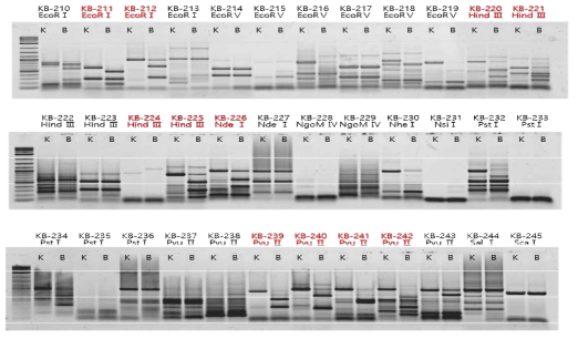 Screening CAPs marker primer sets to narrow down the putative target regions for the trait under considered by association analysis. The PCR products were restricted by the corresponding endonuclease, which could recognize the SNP between the parental lines, Koshihikari(K) and Baegilmi(B). Confirmed polymorphic CAPs markers(red) were then applied to the 145 F6 progenies to reveal the genotype