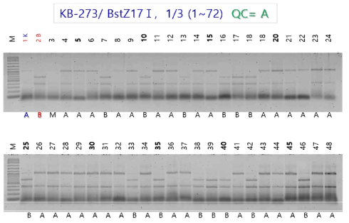 Partial agarose gel image to reveal the genotype of 145 F6 progeny lines used to construct genetic map. The PCR products of CAPs primer set, KB-273, tagging 9.221Mbp region of rice chromosome 6, were restricted by the endonuclease, BstZ17 I (GTA/TAC). K and B indicate the Koshihikari and Baegilmi with the corresponding genotype A and B, respectively