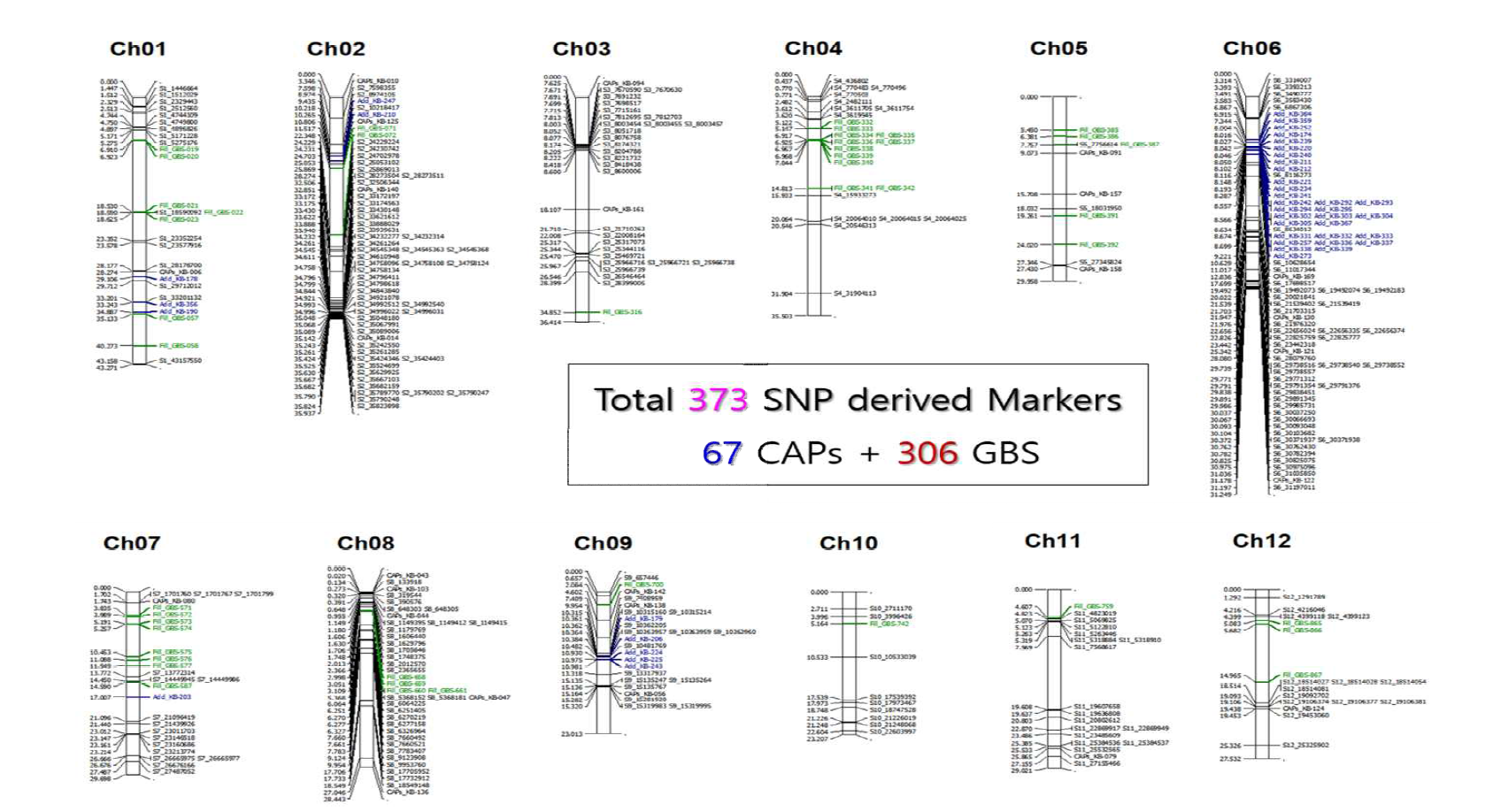 GBS and CAPs marker loci allocated on each rice chromosome. The markers adopted consecutively from the 1st genetic map (287 loci; black), the 2nd genetic map (adding 67 CAPs markers to narrow down the target regions; blue), and the final map (adding 44 GBS for gap testing; green)