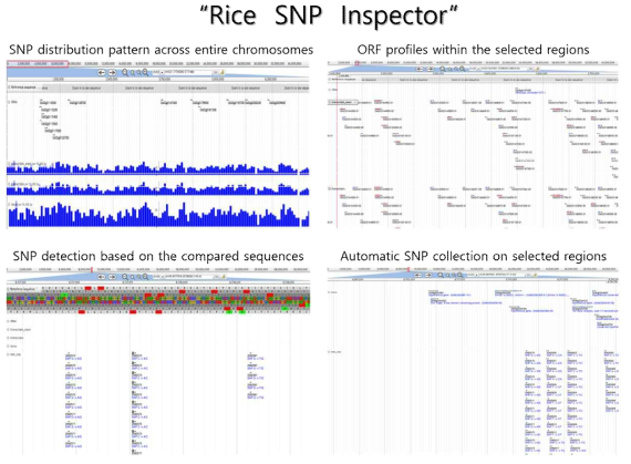 A web browser based computer program, ‘Rice SNP Inspector’