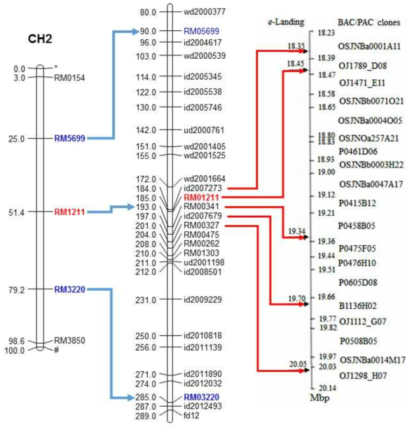 Localization of high amylose gene on the linkage map of rice chromosome 2 (A), and e-Landings of significant SSR markers on a reference rice genome to delimit the corresponding virtual contig (B)