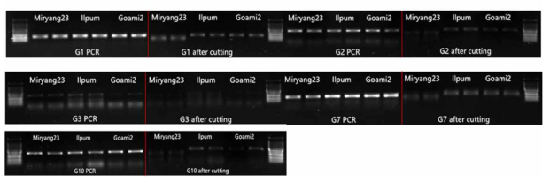 Polymorphism survey for CAPs marker