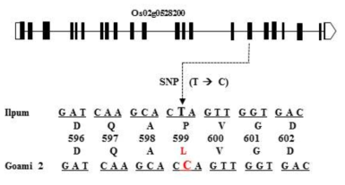 SNP on SBE3 gene between Ilpum and Goami2