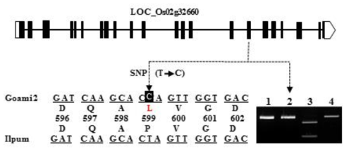 1 and 2 are Ilpum and Goami2 PCR products, 3 and 4 are Ilpum and Goami2 digestion products