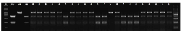 Verification of the CAPs marker and tagging the sbe3 locus using a part of F2:4 individuals