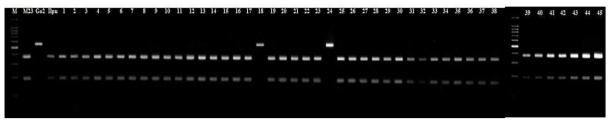 Verification of the CAPs marker and tagging the sbe3 locus using Korean rice cultivars. M: size marker (100bp), M23 (Milyang23), Go2 (Goami2), Ilpu (Ilpum). 1. Anmi 2. Aranghyangchal 3. Baegjinju1 4. Baekogchal 5. Boramchal 6. Boramchan 7. Borami 8. Boseog 9. Boseogchal 10. Boseogheugchal 11. Cheongnam 12. Chindeul 13. Chucheong 14. Dabo 15. Danmi 16. Danpyeong 17. Deuraechan 18. Dodamssal 19. Dongjin 20. Dongjin1 21. Dongjinchal 22. Geonganghongmi 23. Geonyang2 24. Goami4 25. Haepum 26. Haiami 27. Hanam 28. Hanmaeum 29. Heugjinmi 30. Heughyang 31. Heugjinju 32. Heugnam 33. Heugseol 34. Hongjinju 35. Hopum 36. Hwanggeumnuri 37. Hwaseong 38. Hwawang 39. Hwayeong 40. Hyangnam 41. Hyeonpum 42. Ilmi 43. Jeogjinju 44. Jeogjinjuchal 45. Heughyangchal