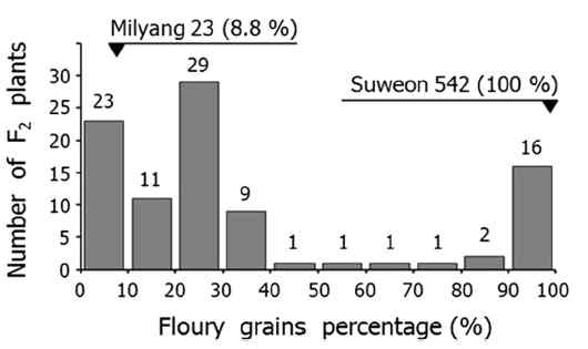 Histogram of floury grains percentage in F2:3 seeds from the F2 mapping population of 94 individuals of Namil(SA)-flo2/Milyang 23