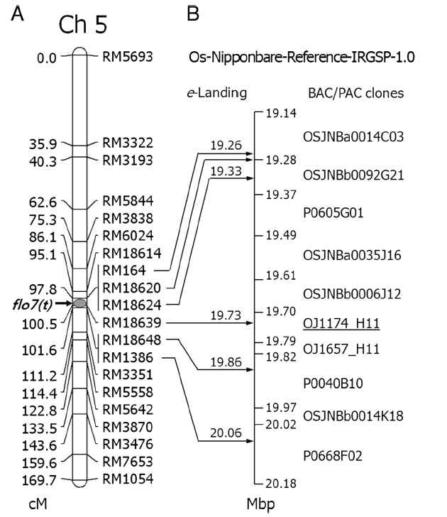 Localization of flo7(t) on the linkage map of rice chromosome 5 (A), and e-Landings of significant SSR markers on a reference rice genome to delimit the corresponding 1.04 Mbp virtual contig (B)