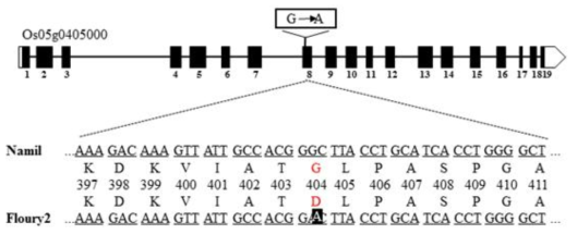 SNP on PPDK1 gene between Namil and Namil(SA)-flo2