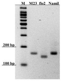 Milyang23, Namil(SA)-flo2 and Namil digestion products